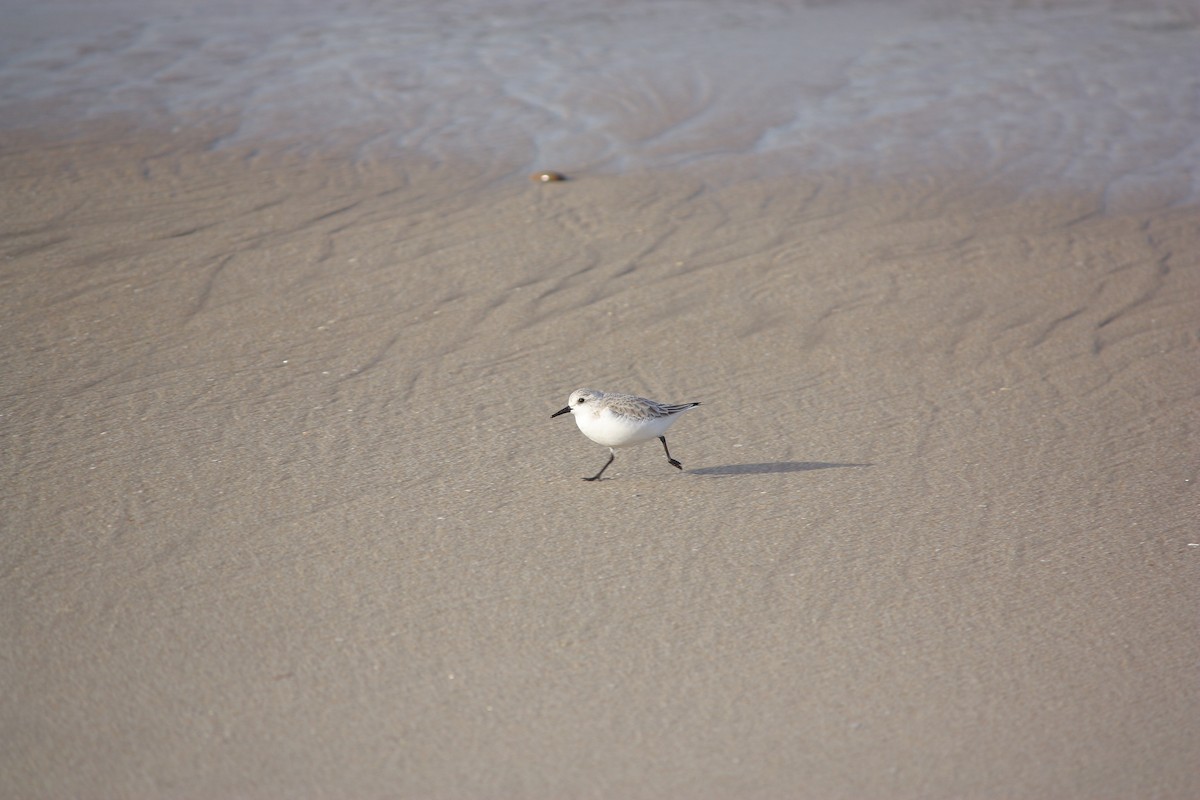 Sanderling - João Vieira Silva