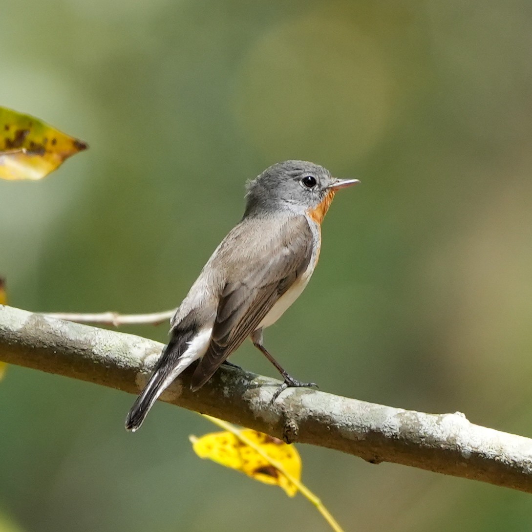 Red-breasted Flycatcher - ML614088770