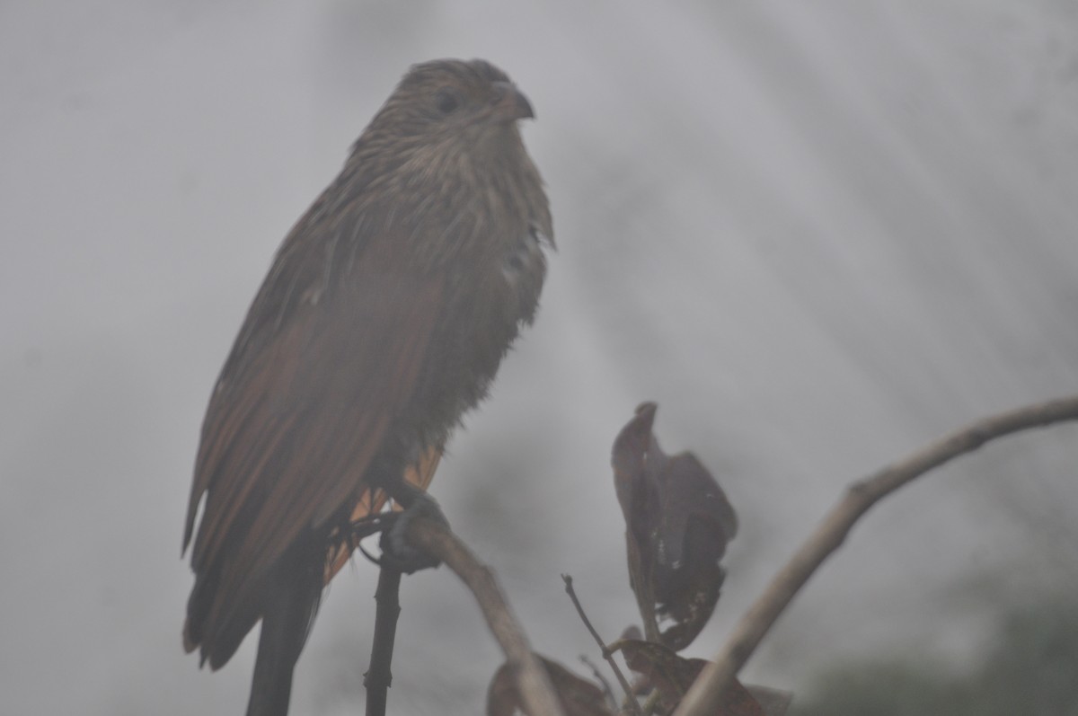 Lesser Coucal - ML614088860