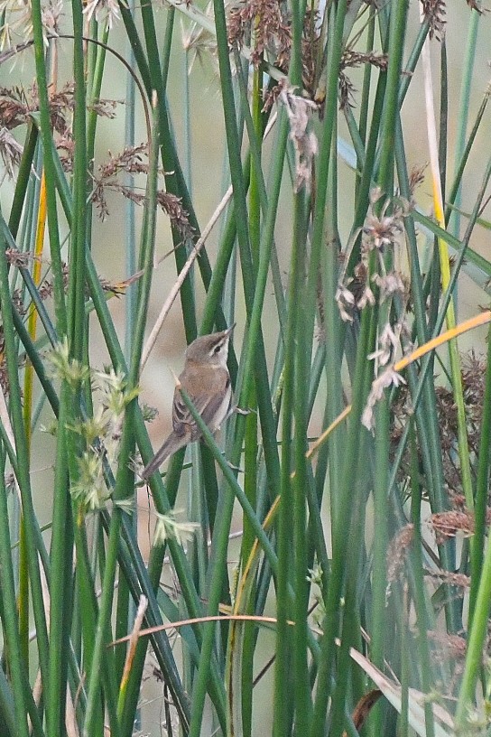 Paddyfield Warbler - vinodh Kambalathara