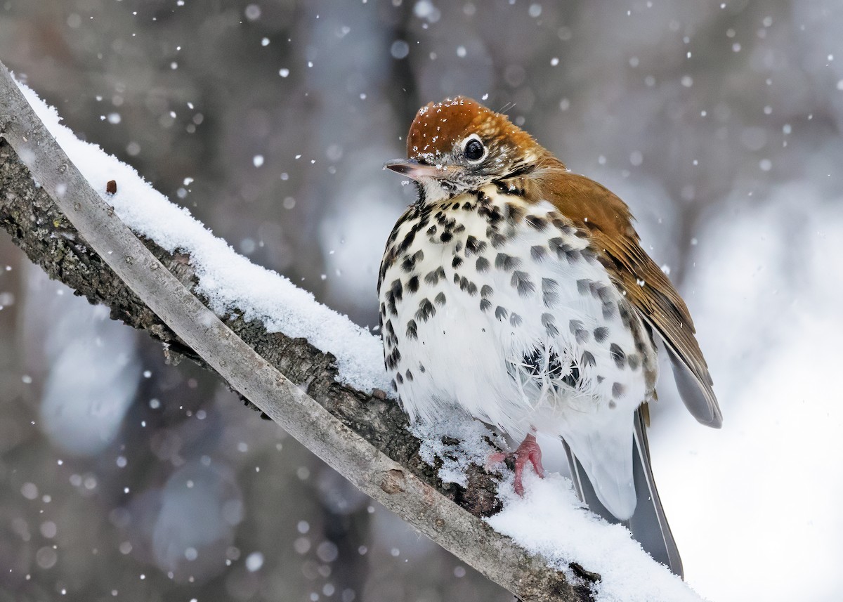 Wood Thrush - ML614088872