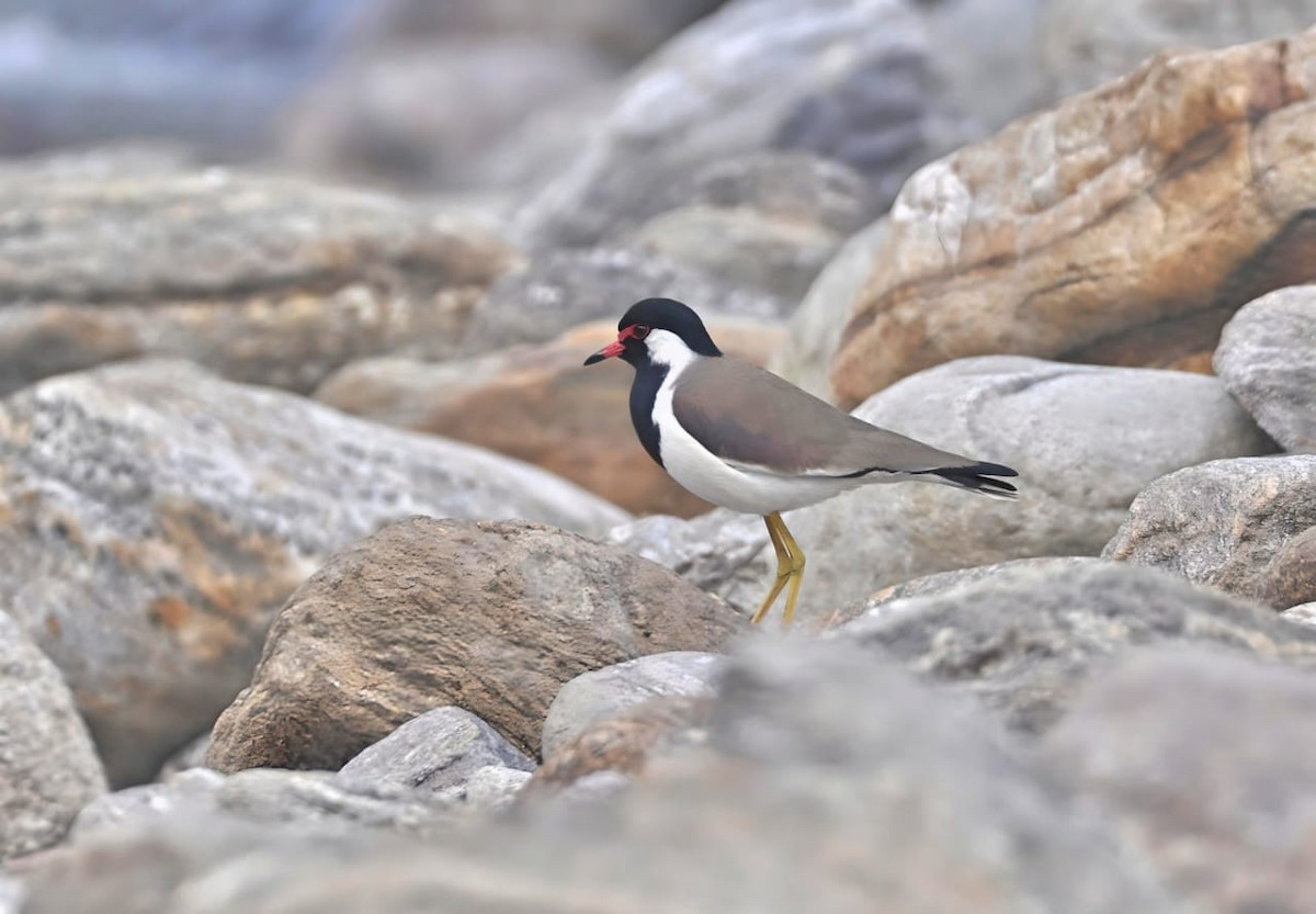 Red-wattled Lapwing - ML614088910