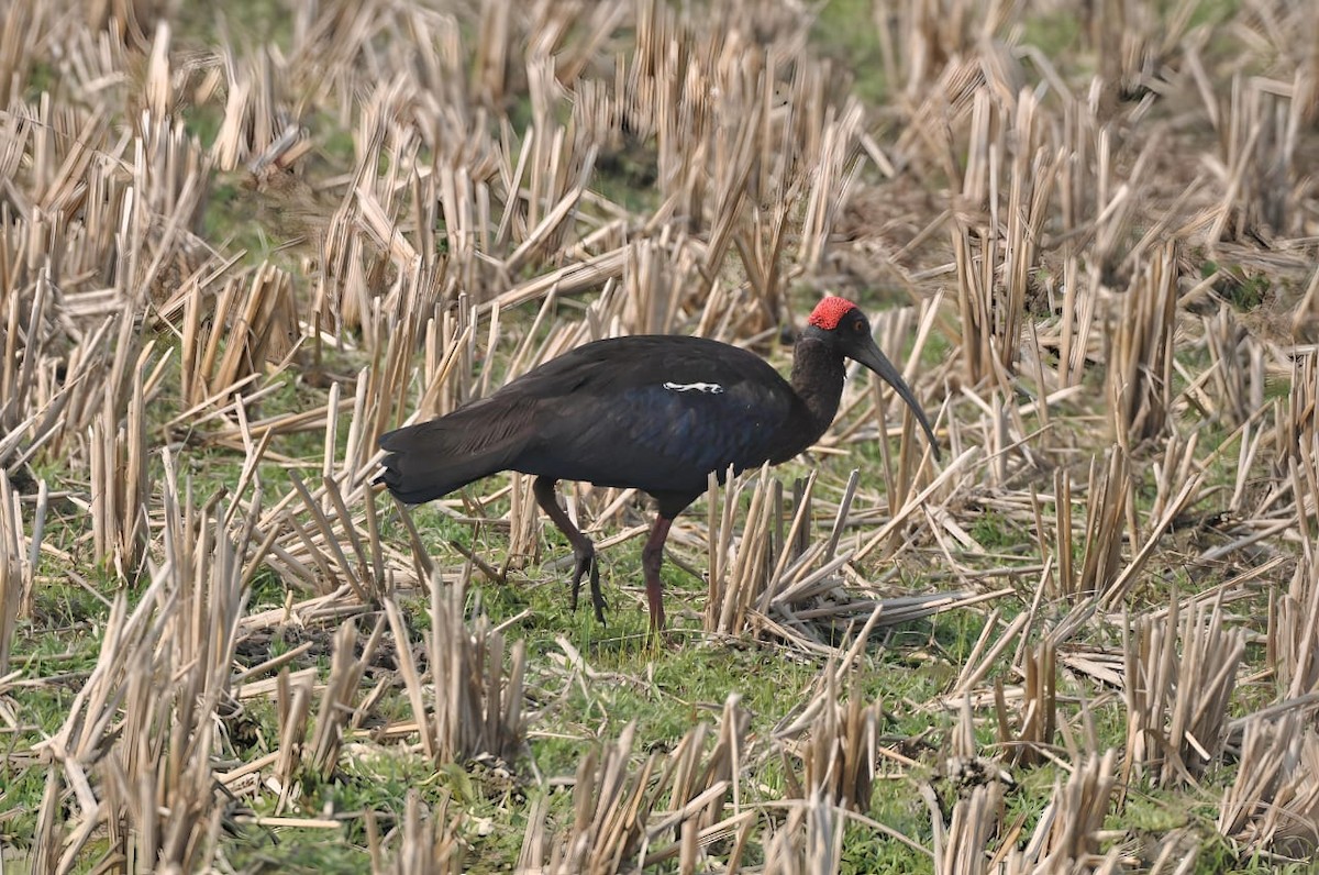 Red-naped Ibis - ML614088916