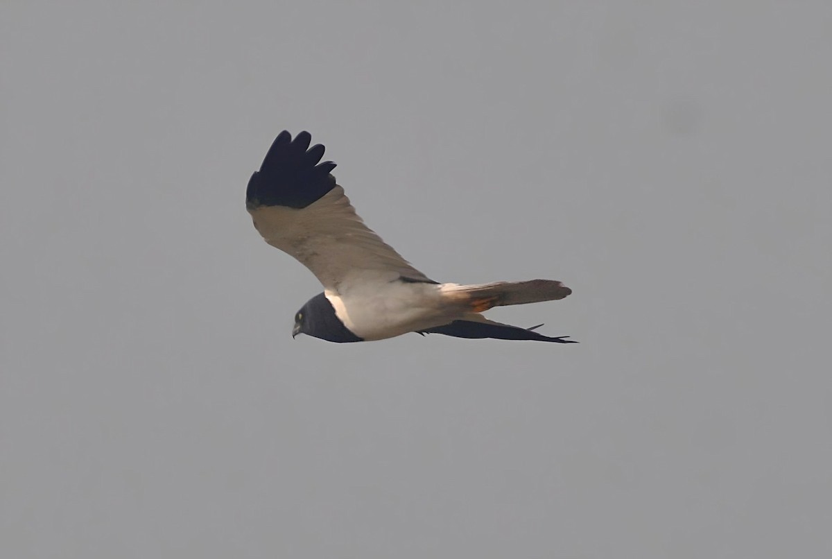 Pied Harrier - ML614088920