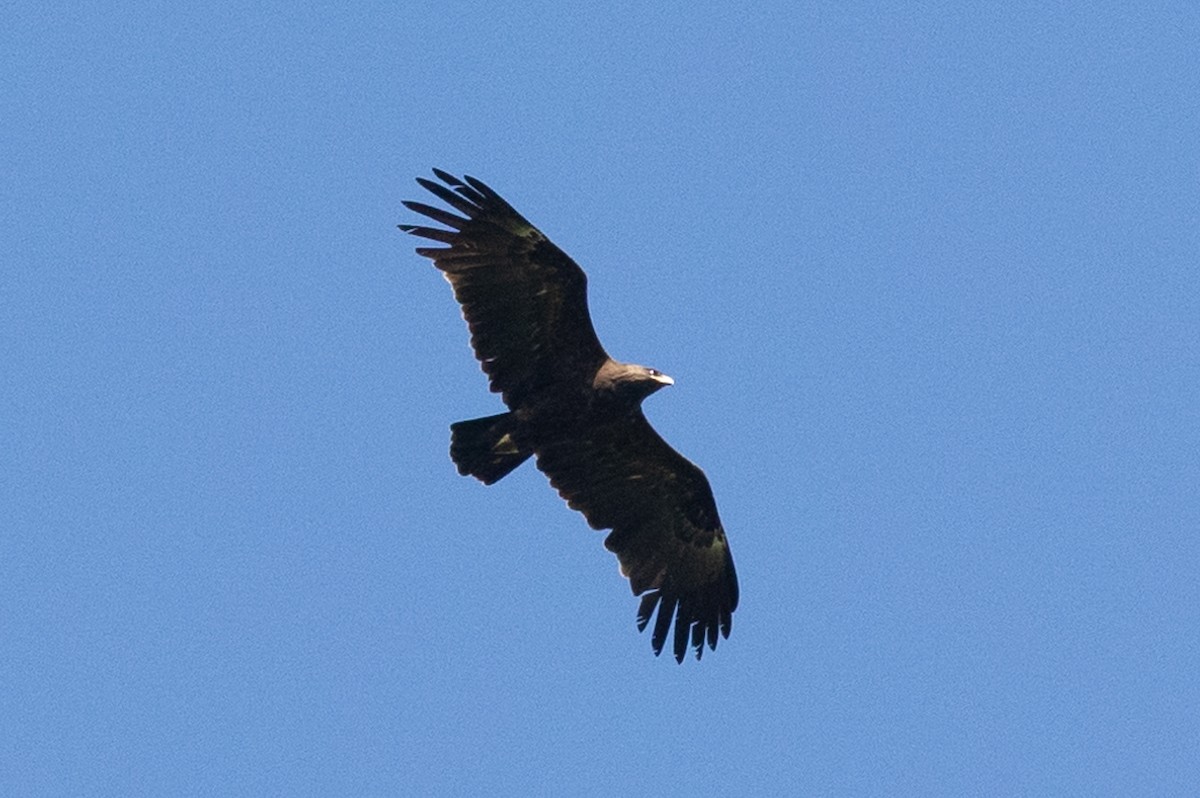 Indian Spotted Eagle - ML614088922