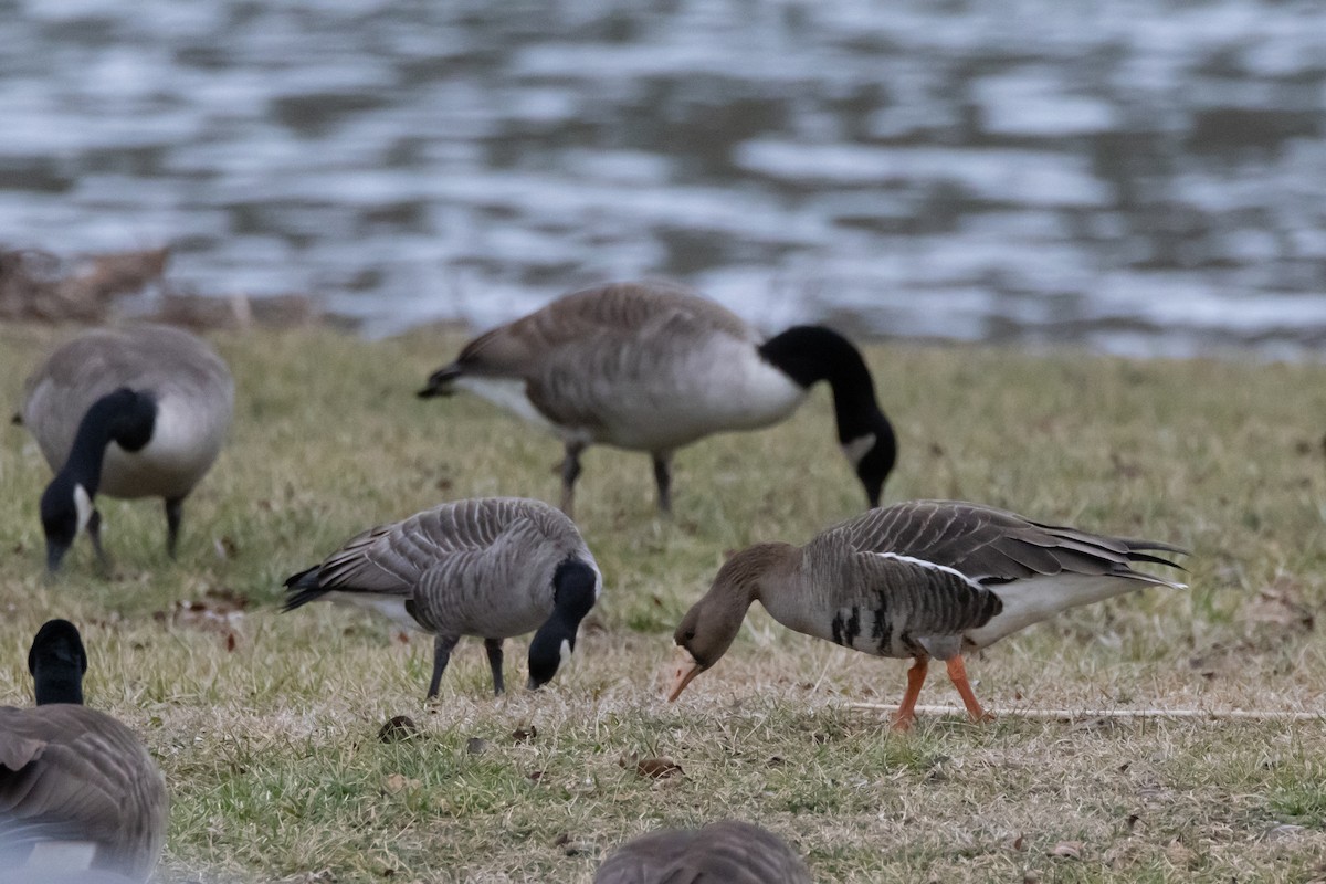 Greater White-fronted Goose - ML614088932