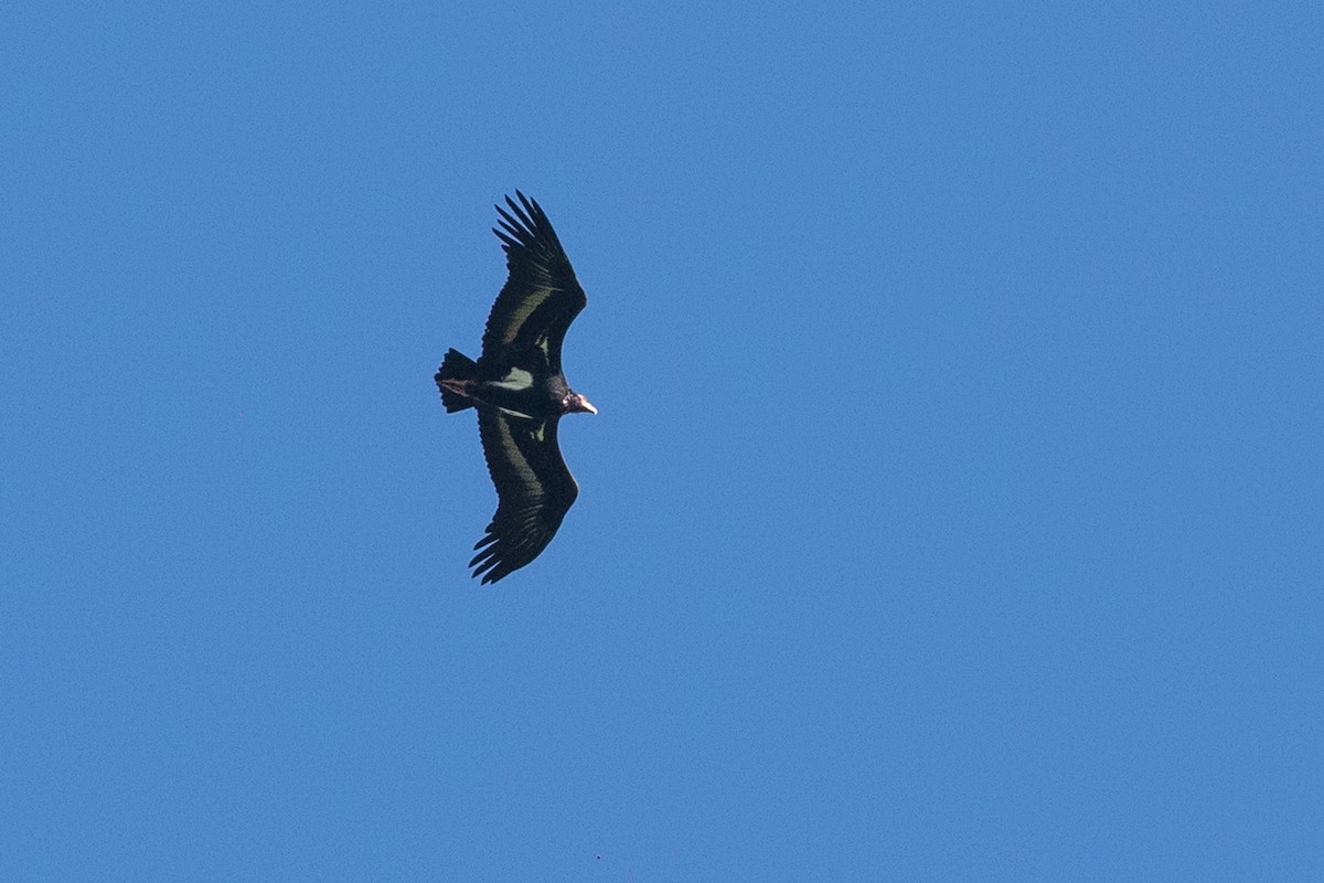Red-headed Vulture - ML614088942