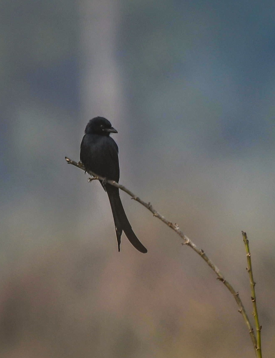 Black Drongo - ML614089020