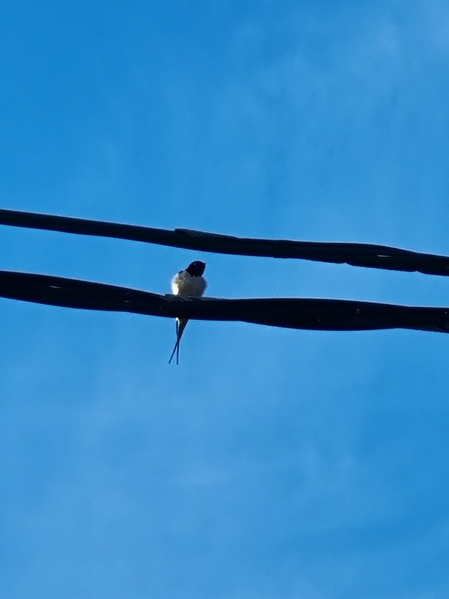 Barn Swallow - ML614089087