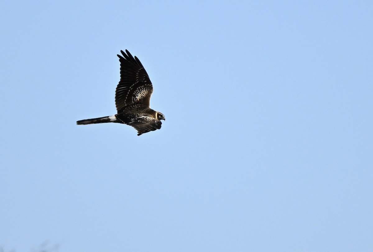 Pallid Harrier - ML614089098