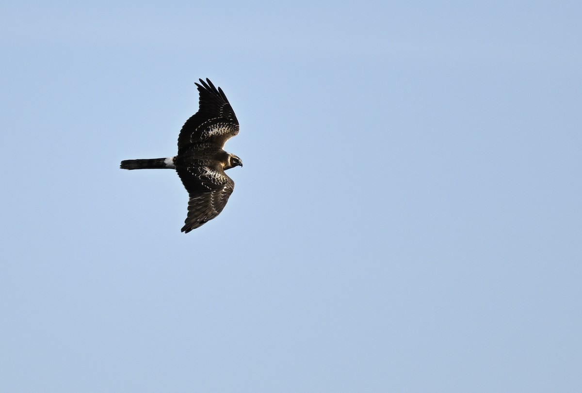 Pallid Harrier - ML614089101