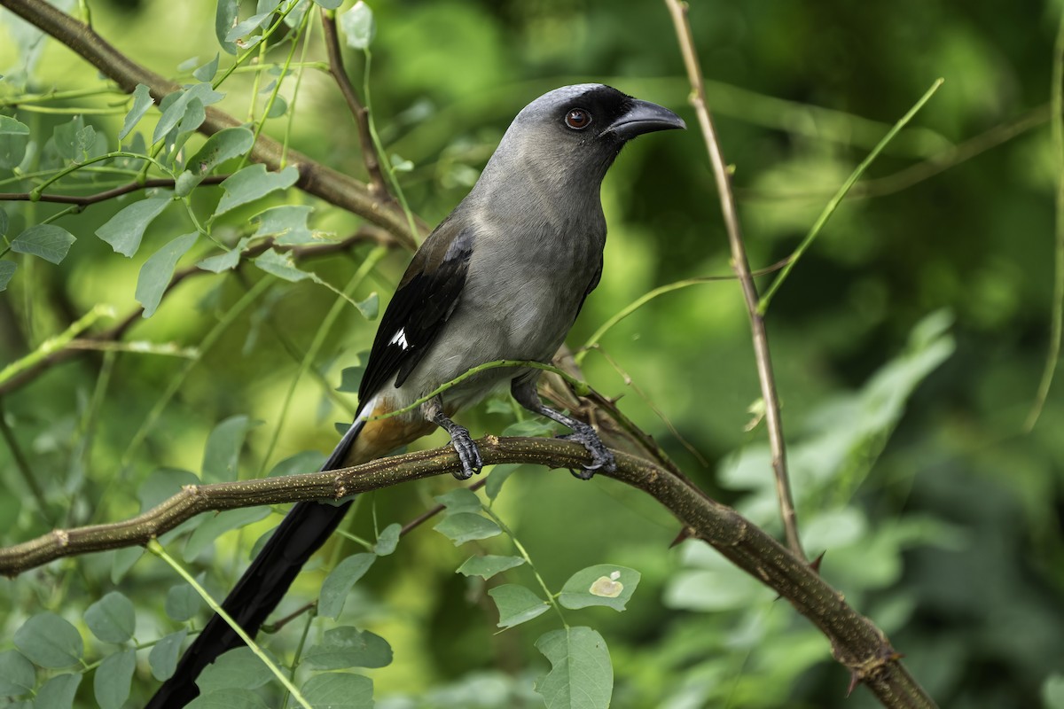 Gray Treepie - ML614089105