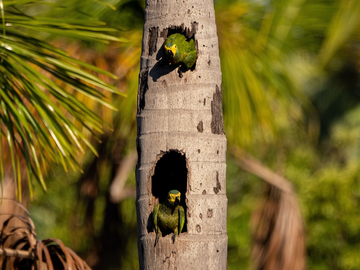 Red-bellied Macaw - ML614089131