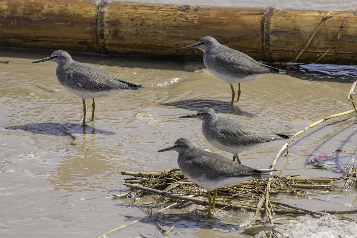 Gray-tailed Tattler - ML614089227