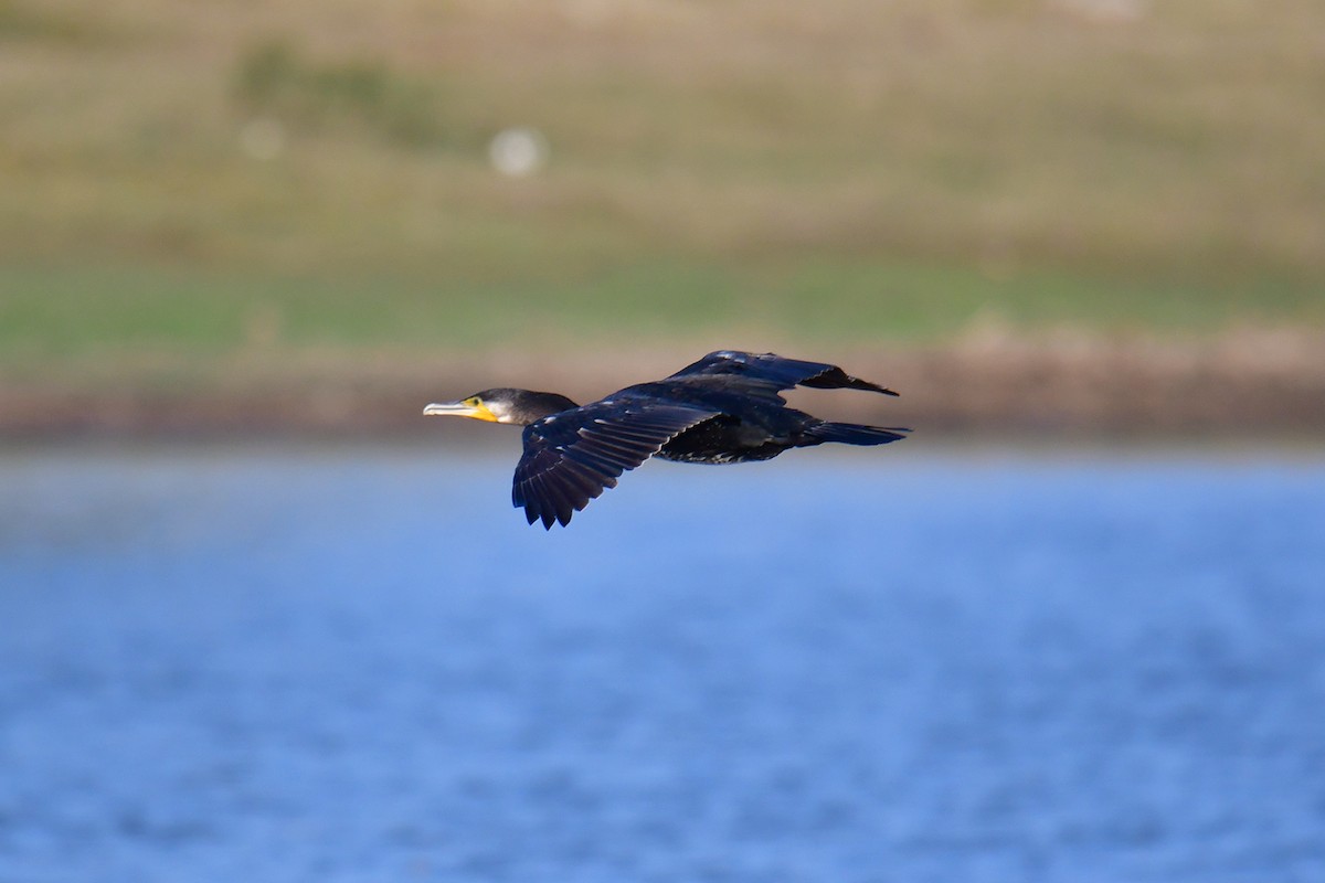 Great Cormorant - ML614089239