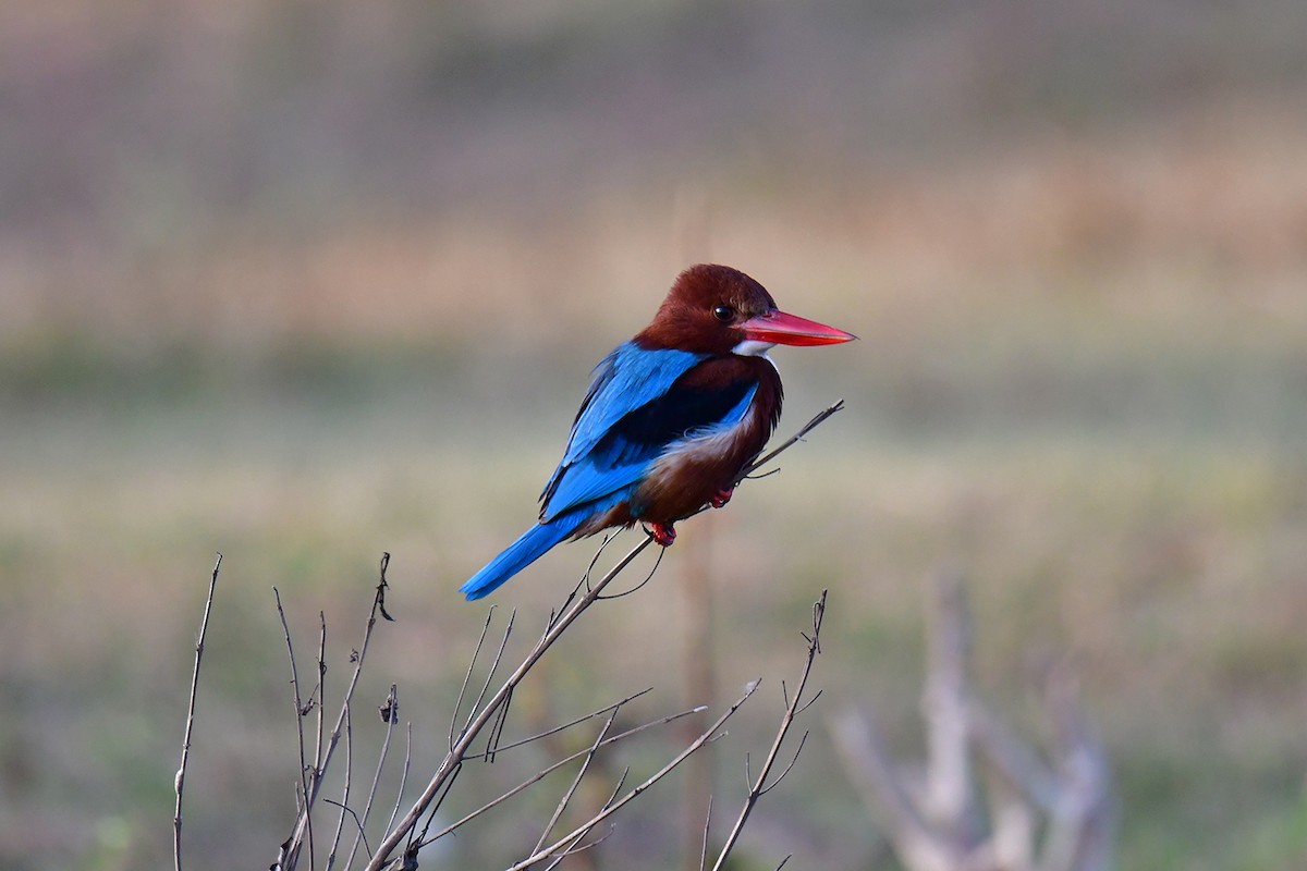 White-throated Kingfisher - ML614089304