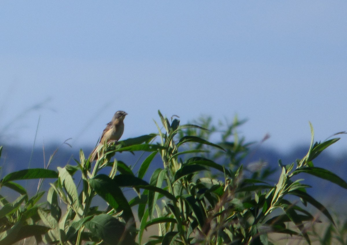 Long-tailed Reed Finch - ML614089323