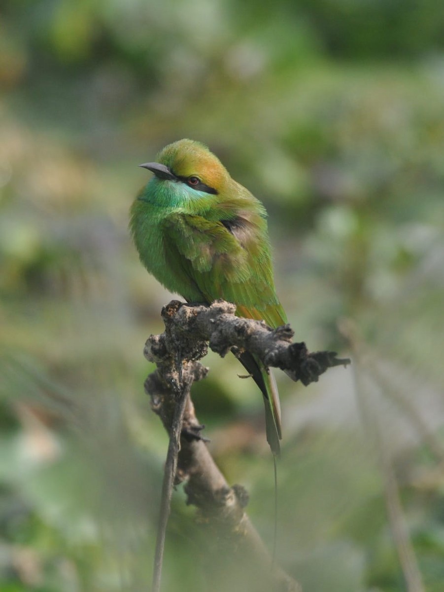 Asian Green Bee-eater - ML614089325