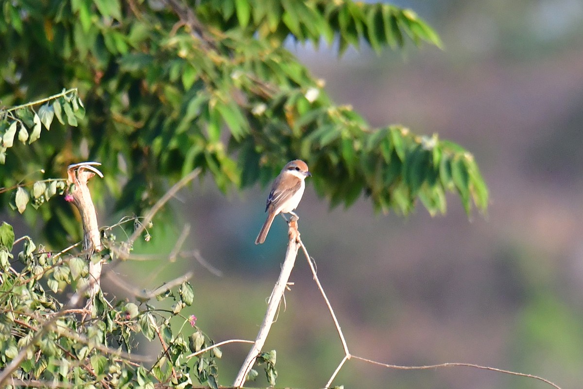 Brown Shrike - ML614089365