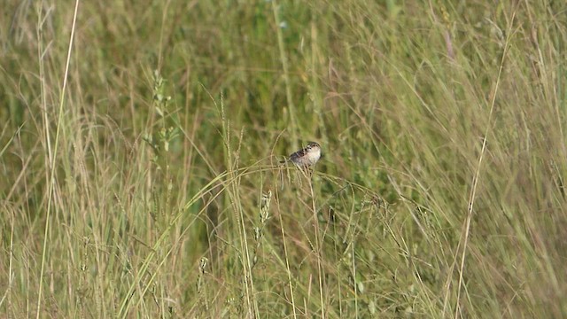 Pearly-bellied Seedeater - ML614089387