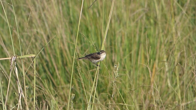Pearly-bellied Seedeater - ML614089390