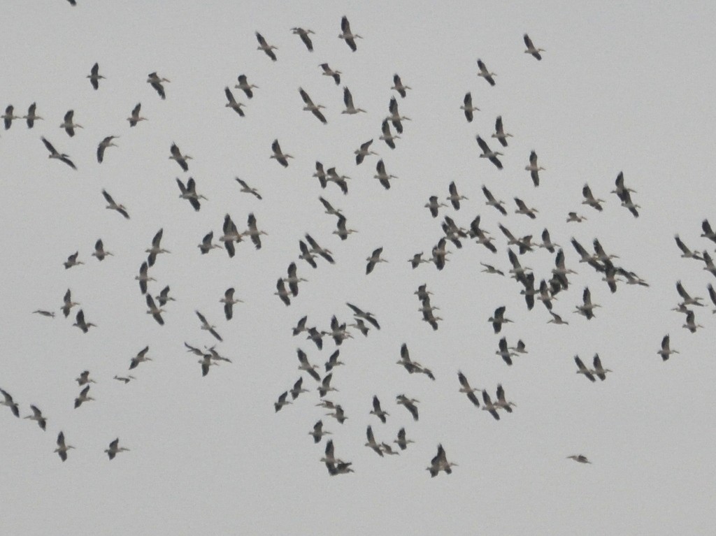 שקנאי מצוי - ML614089417