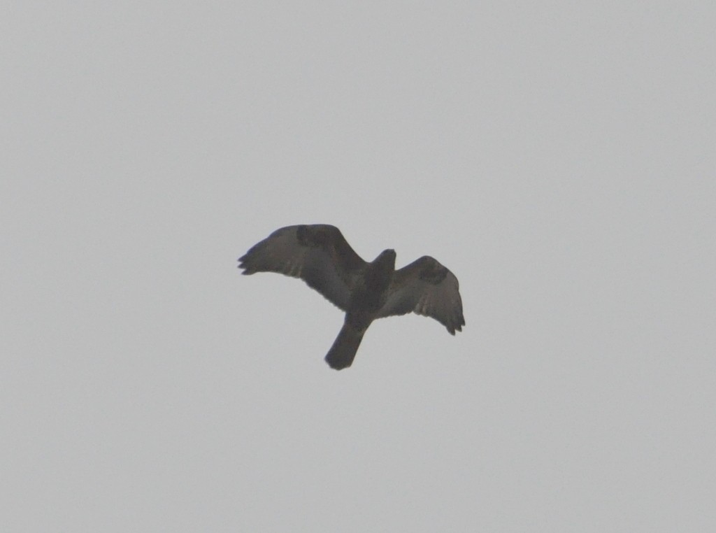 Common Buzzard - ML614089427