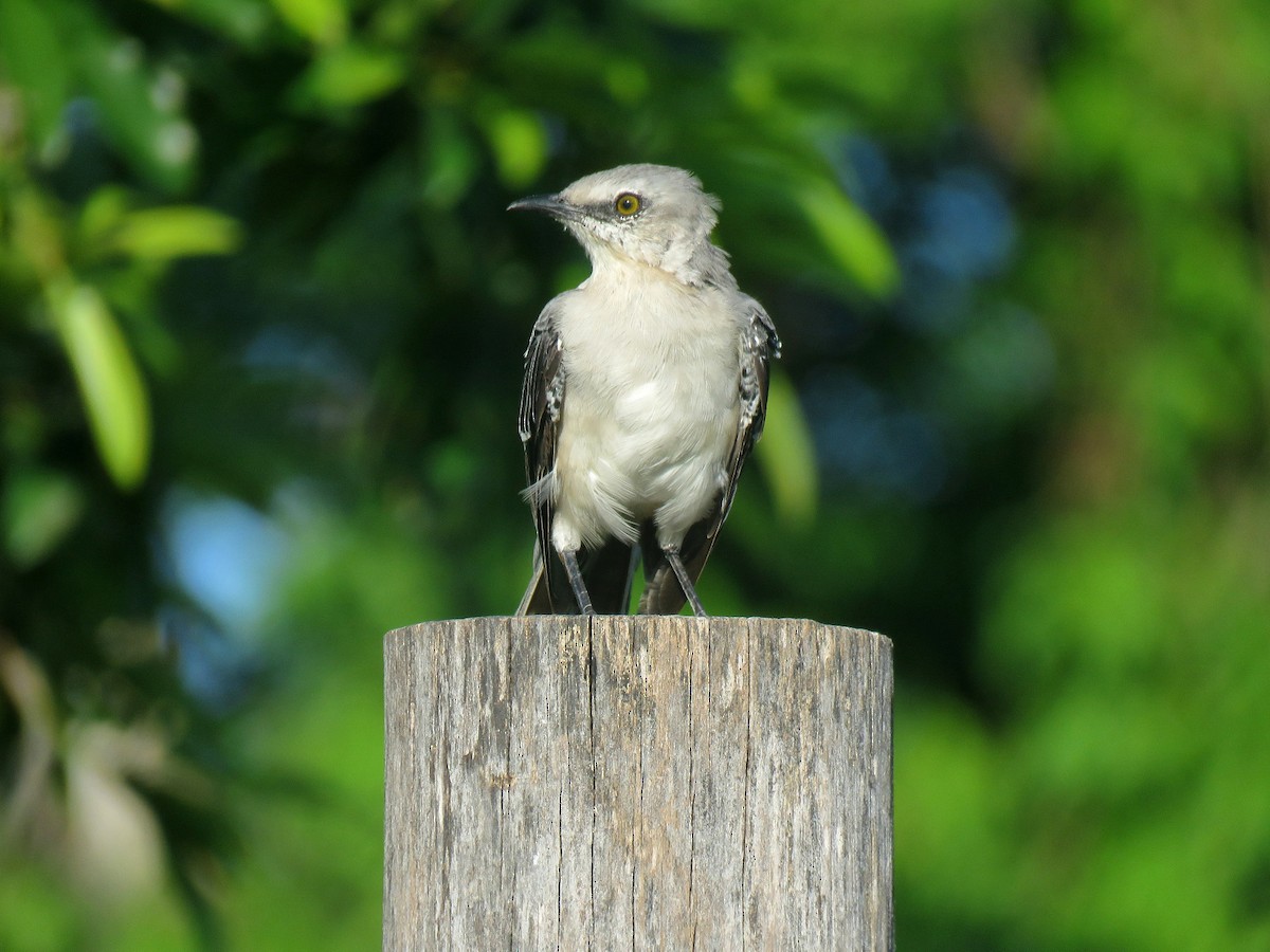 Tropical Mockingbird - ML614089489