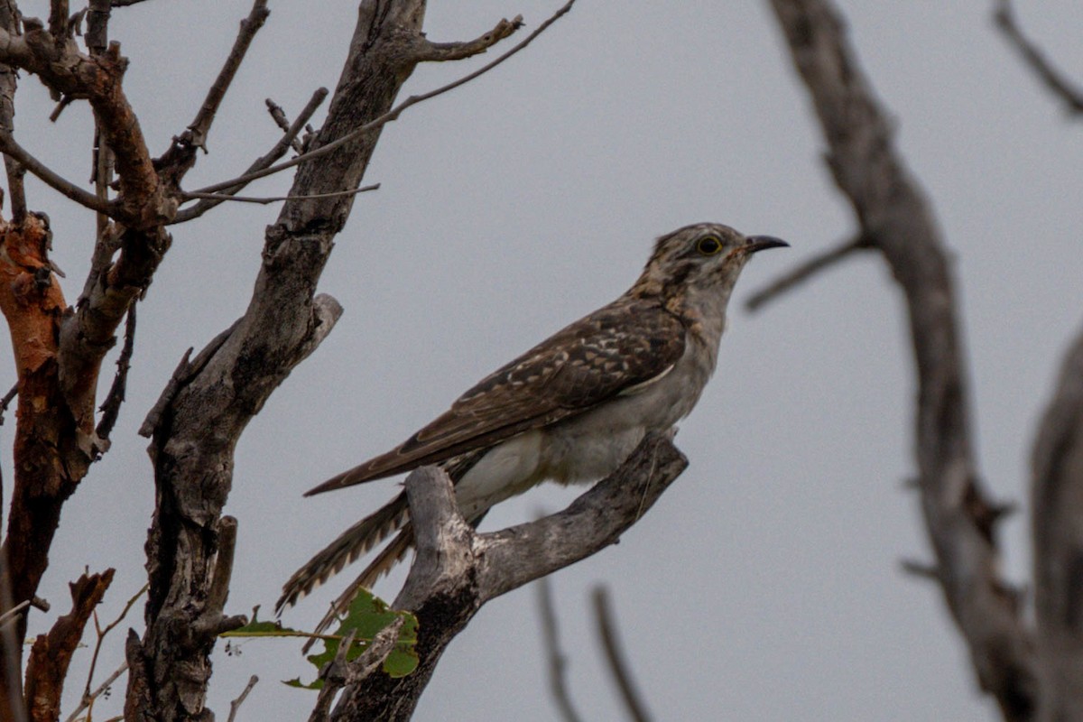 Pallid Cuckoo - Ian and Deb Kemmis