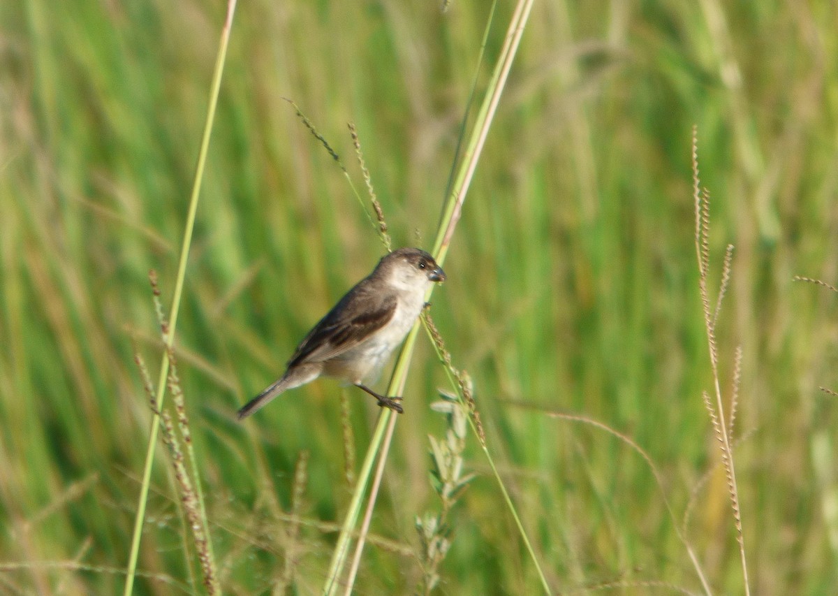 Pearly-bellied Seedeater - Pablo Hernan Capovilla