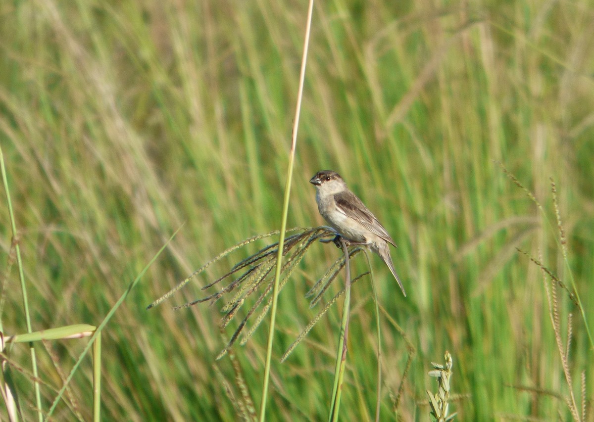 Pearly-bellied Seedeater - ML614089512