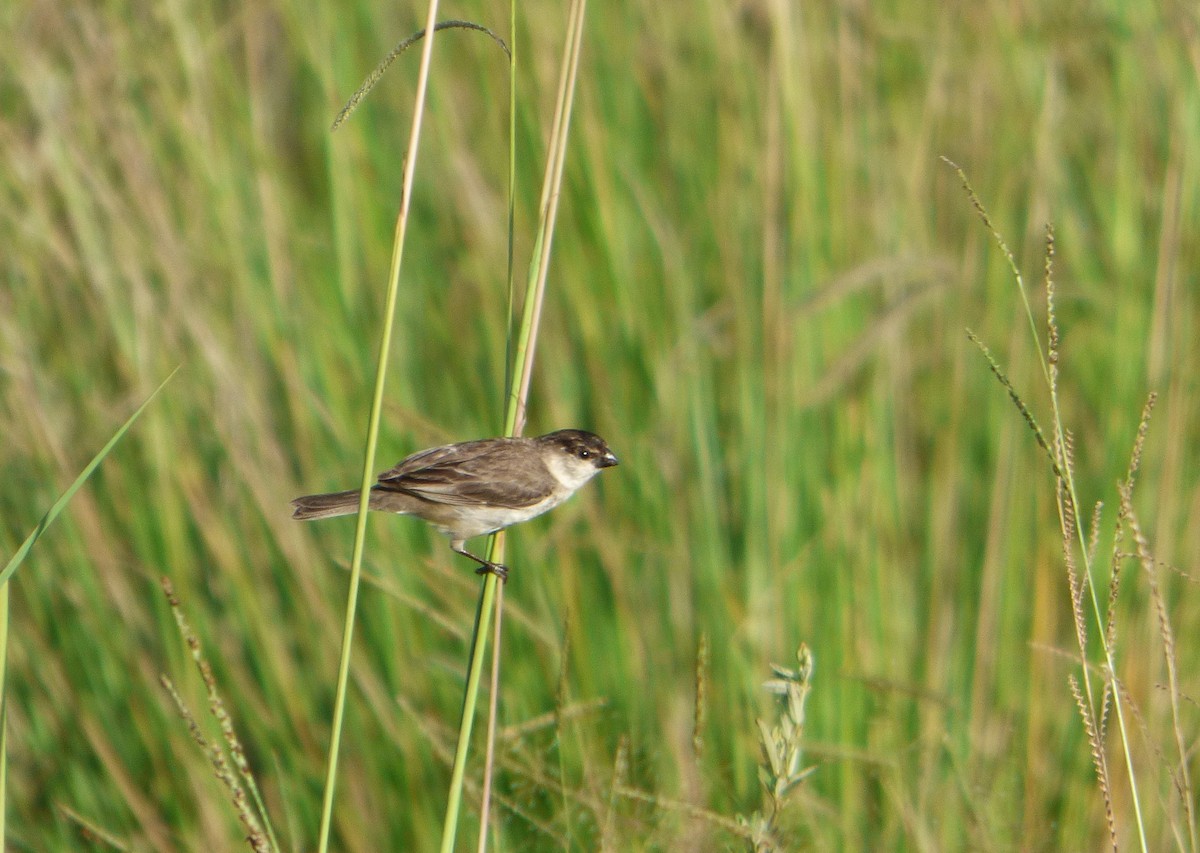 Pearly-bellied Seedeater - ML614089513