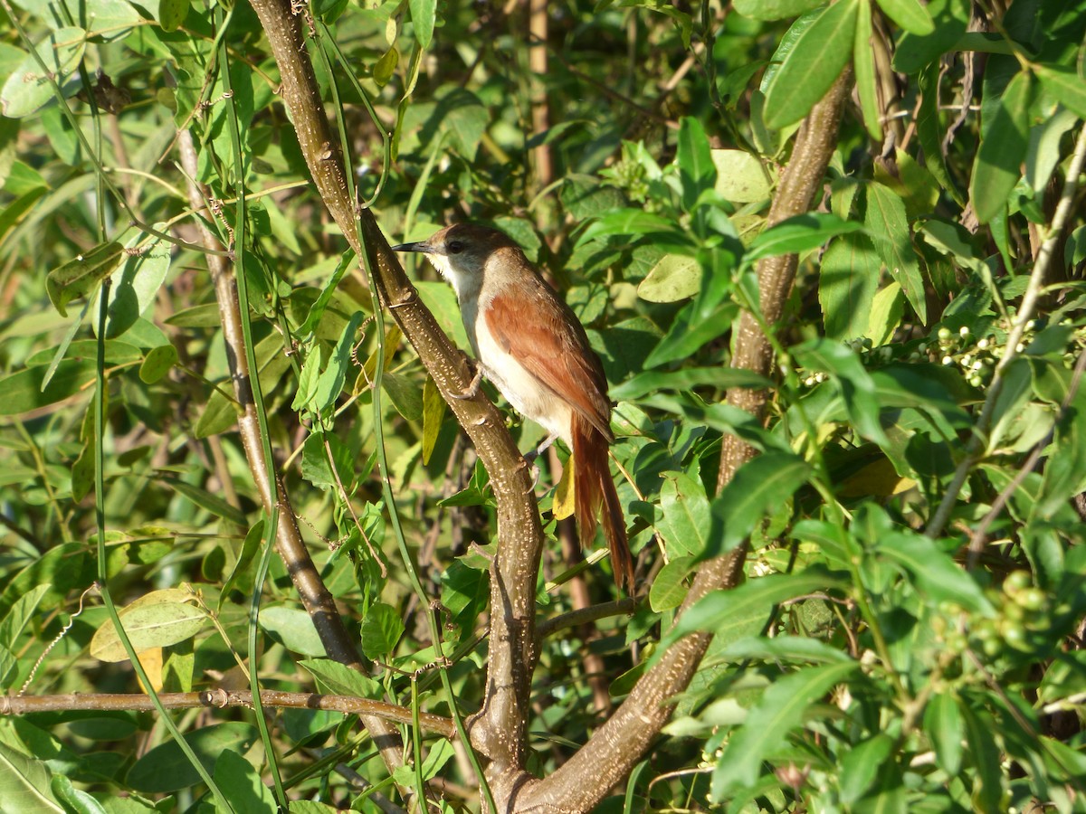 Yellow-chinned Spinetail - ML614089532