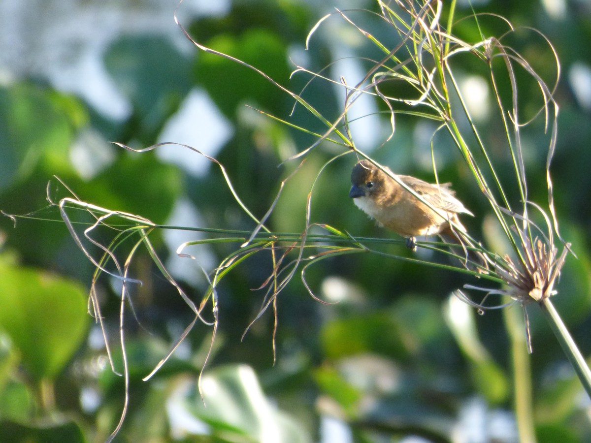 Rusty-collared Seedeater - ML614089537