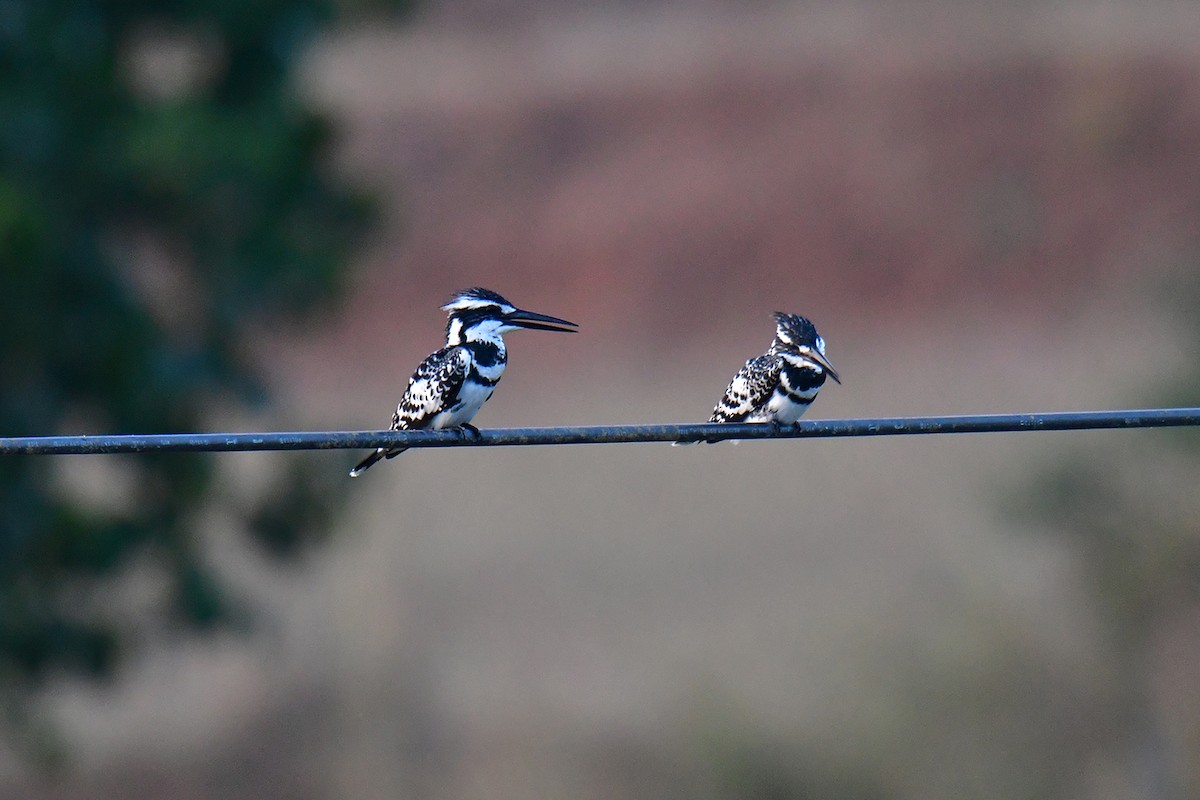 Pied Kingfisher - ML614089540