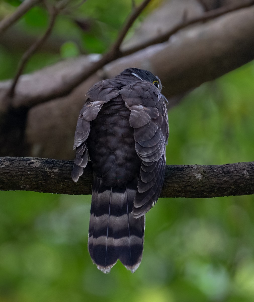 Malaysian Hawk-Cuckoo - Chien N Lee