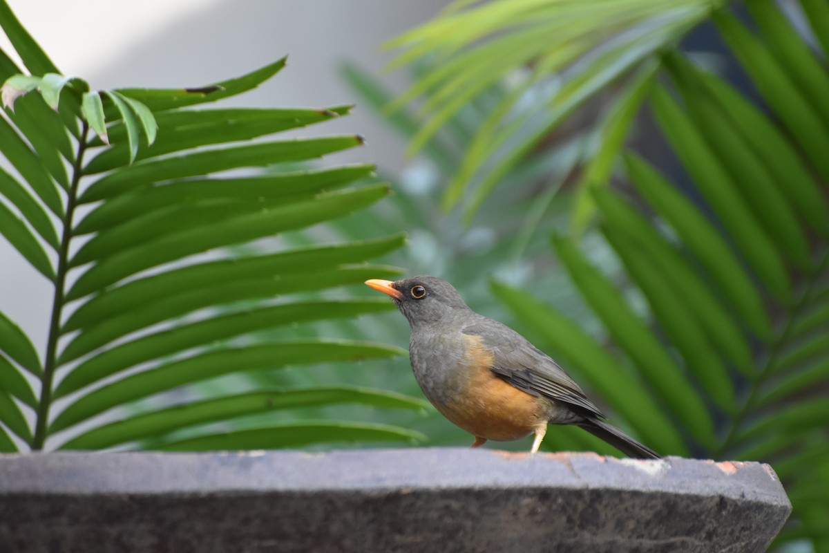 Abyssinian Thrush - ML614089682