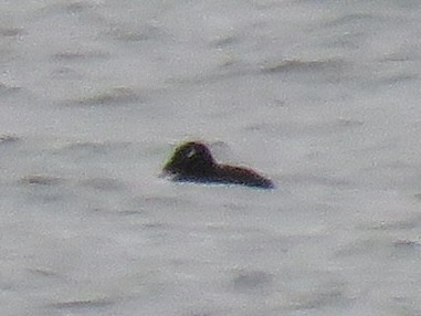 White-winged Scoter - ML614089696