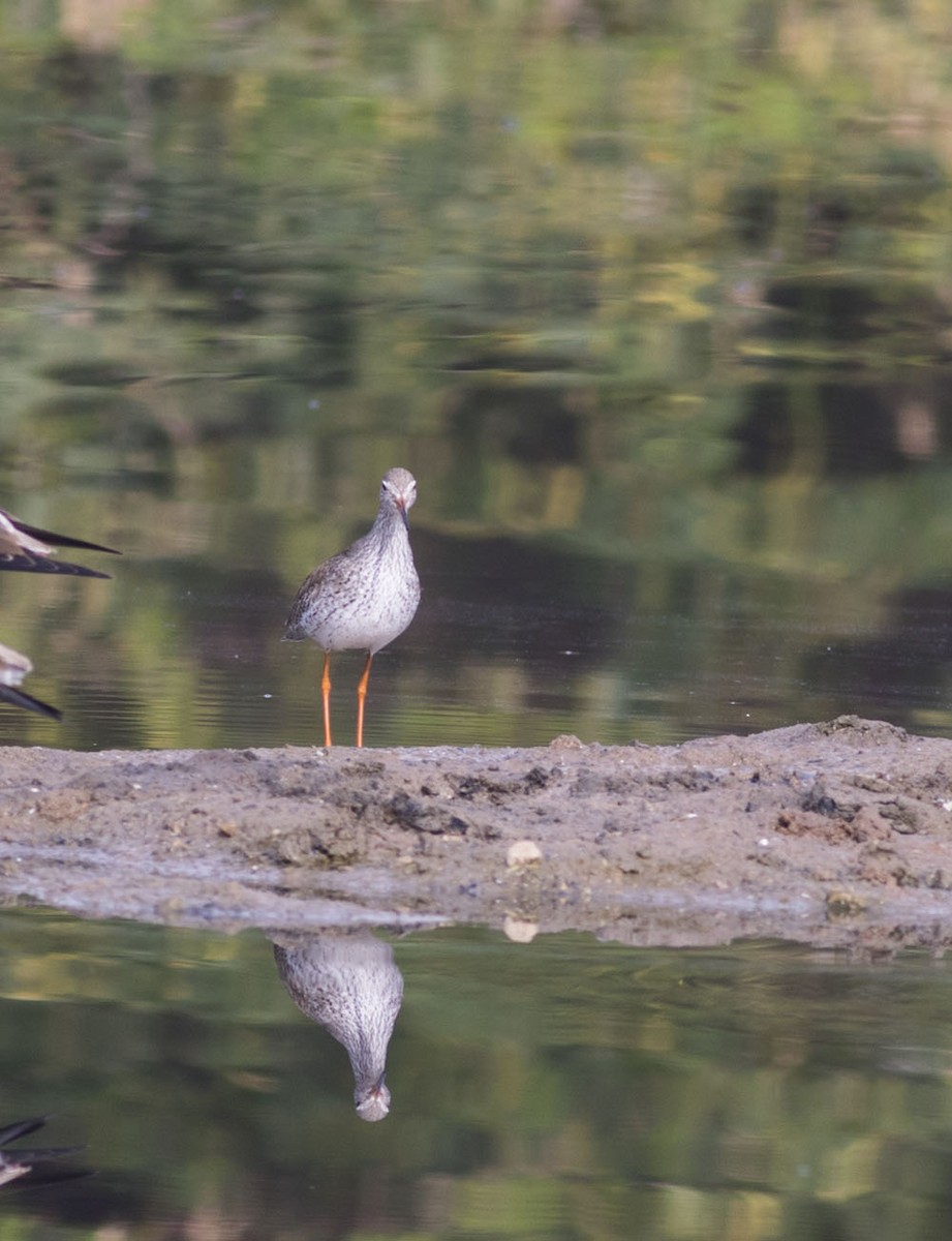 Spotted Redshank - ML614089700