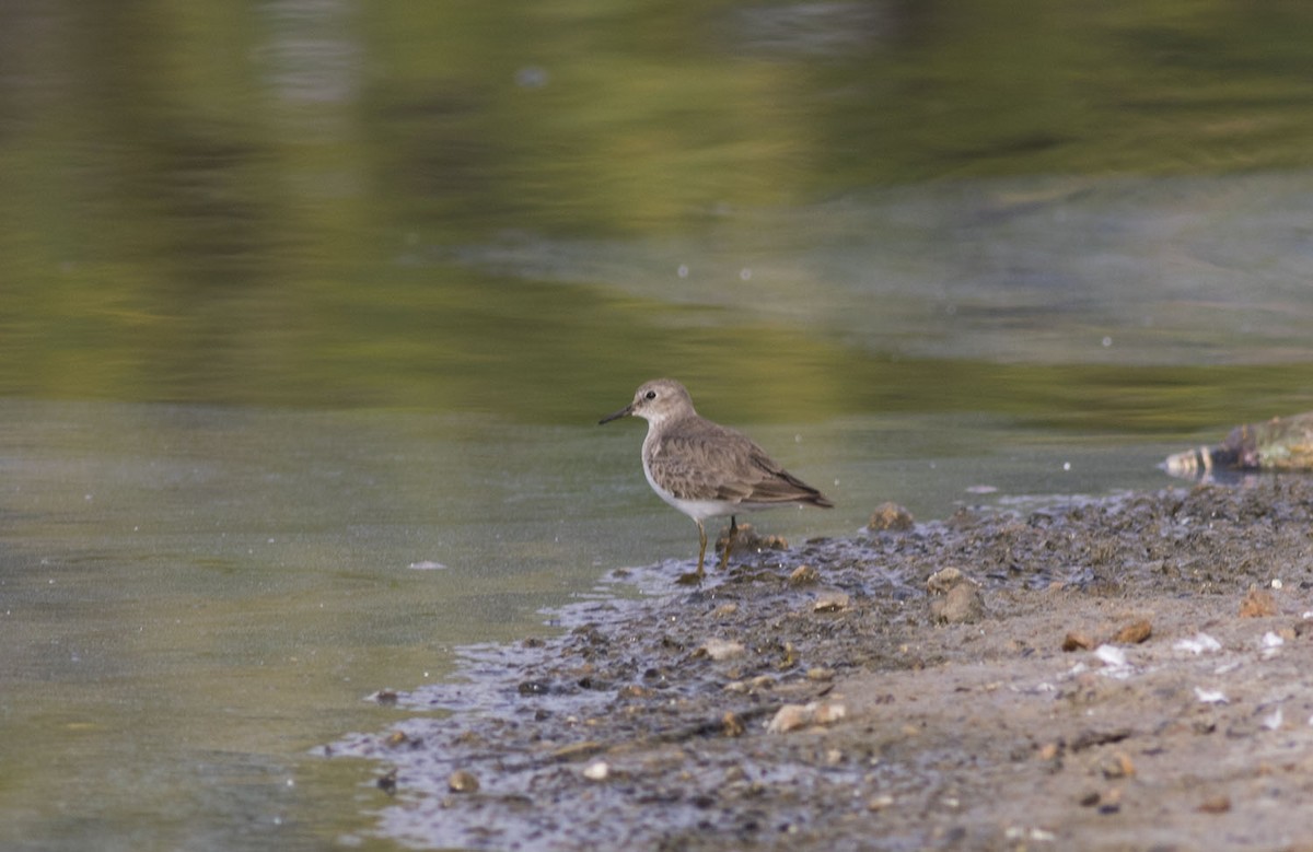 Temminck's Stint - ML614089709