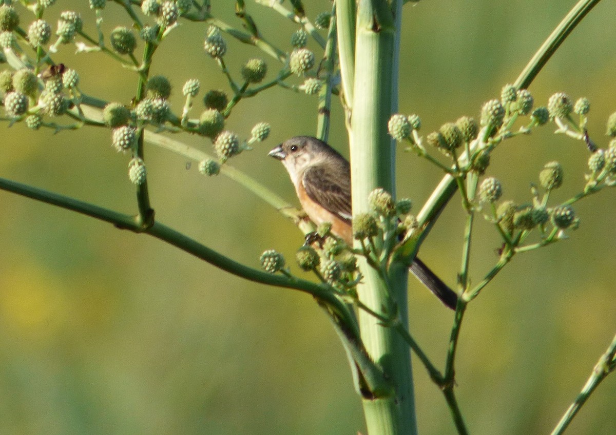 Marsh Seedeater - ML614089716