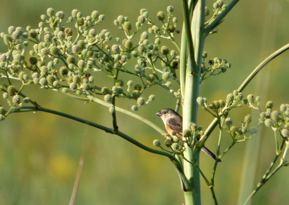 Marsh Seedeater - ML614089718