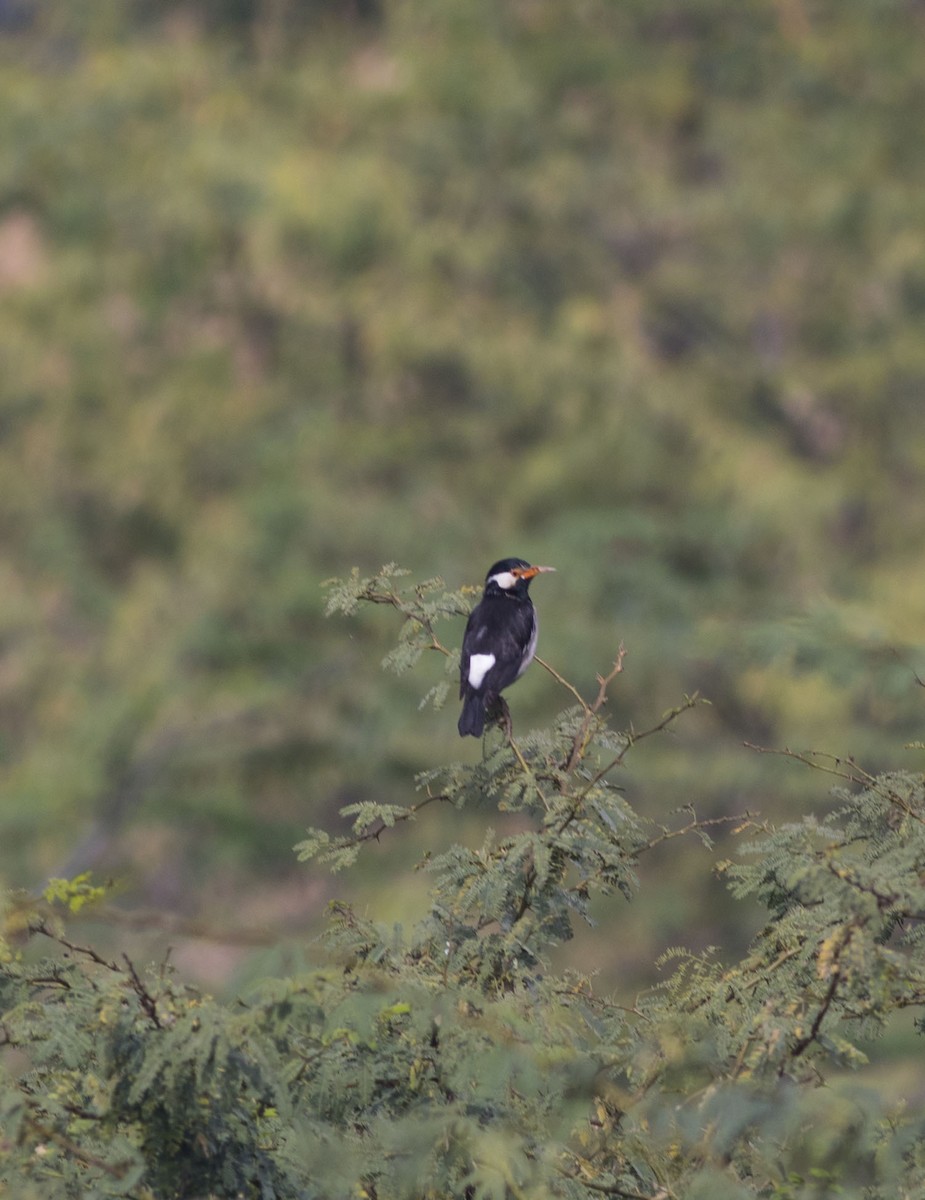 Indian Pied Starling - ML614089723
