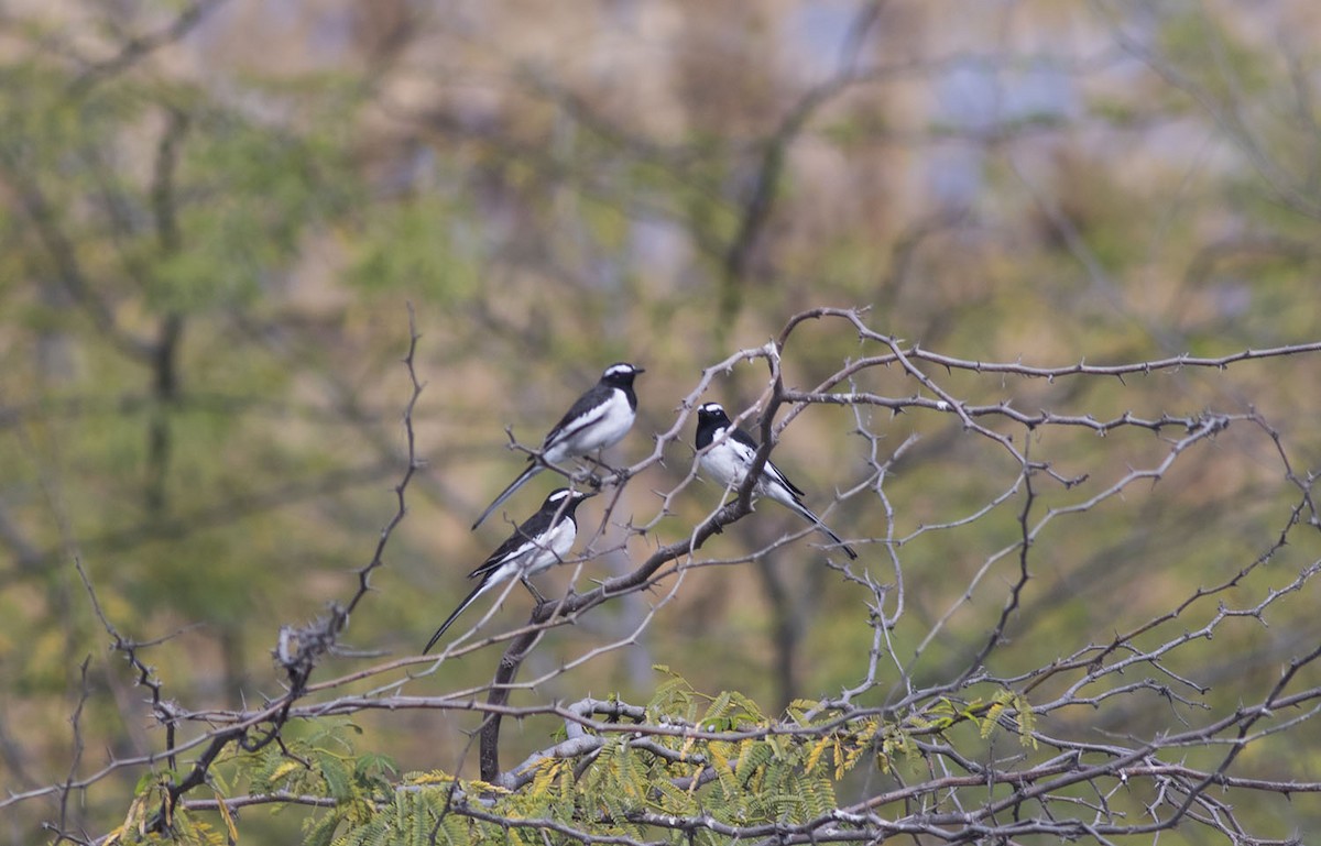 White-browed Wagtail - ML614089730