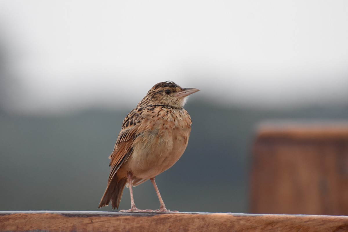 Rufous-naped Lark - ML614089772