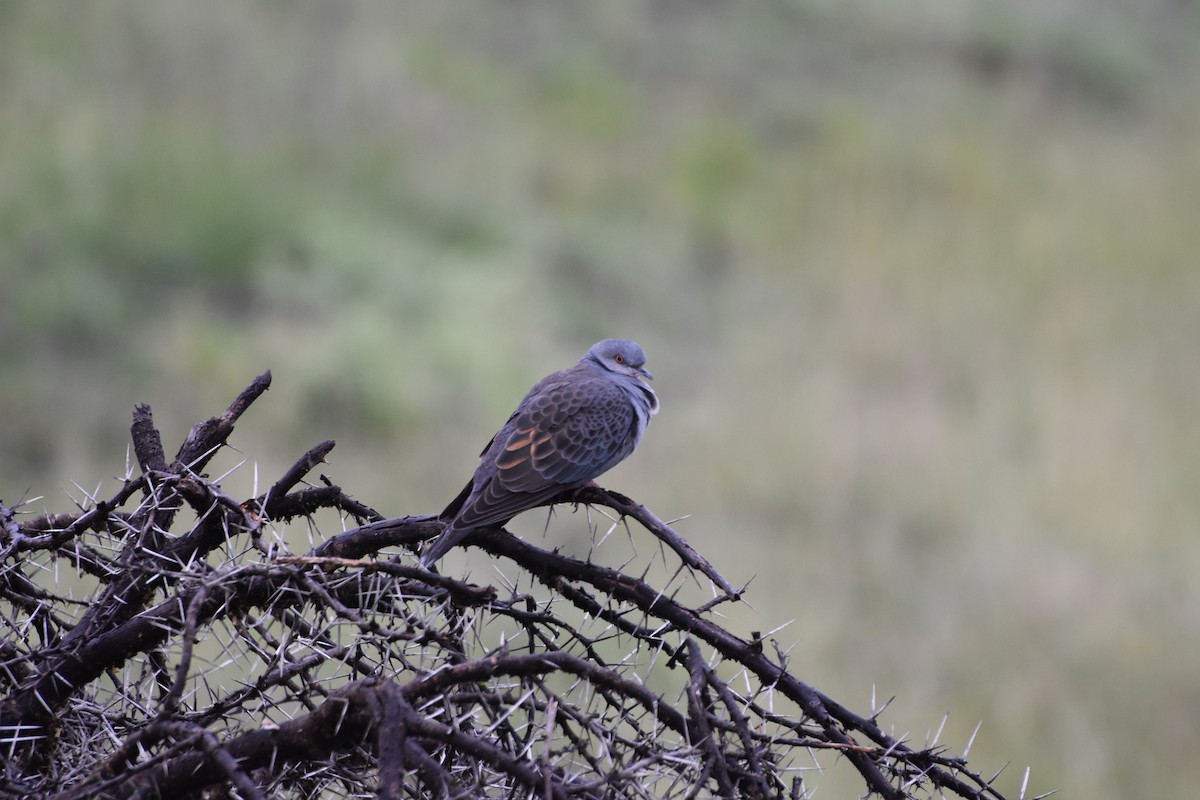 Dusky Turtle-Dove - Casey Michel