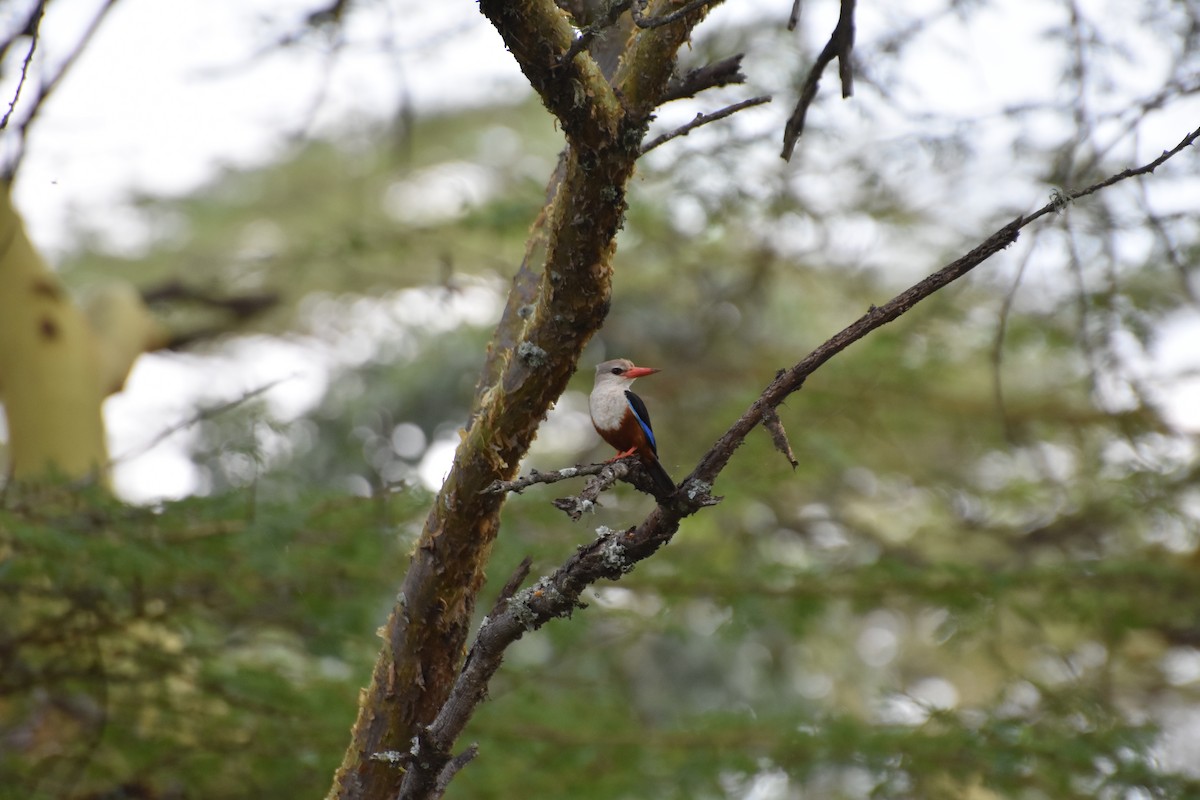 Gray-headed Kingfisher - ML614089810