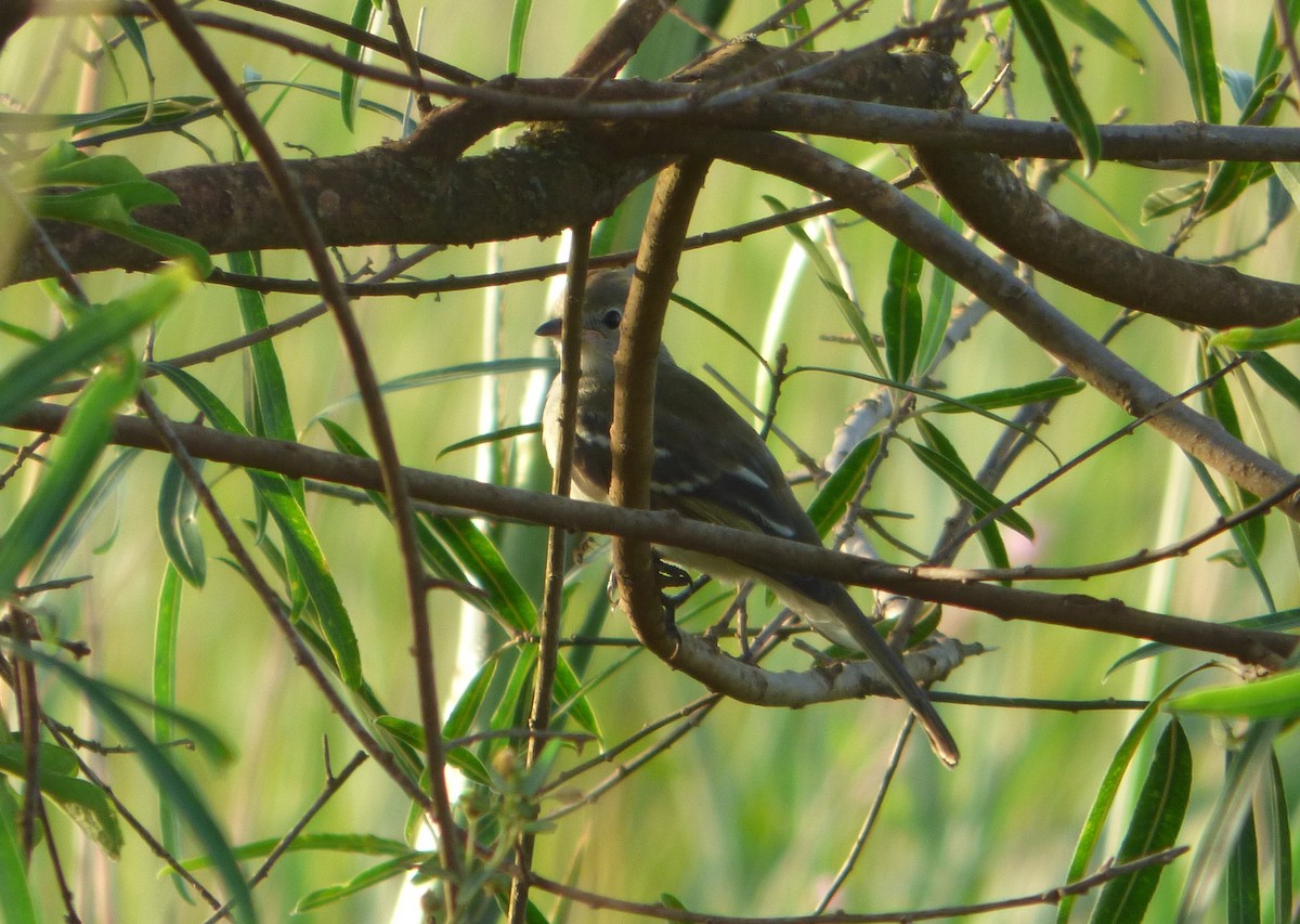 Yellow-bellied Elaenia - ML614089815