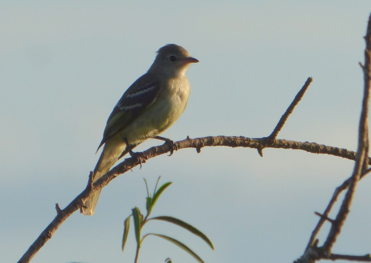 Yellow-bellied Elaenia - ML614089816