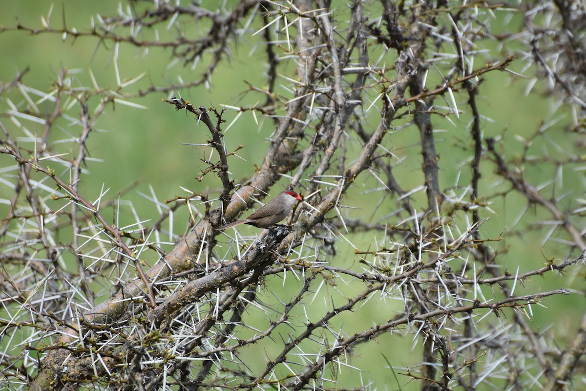 Common Waxbill - ML614089819